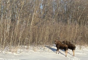 Mayfair and District News: Conditions are perfect for ice fishing enthusiasts