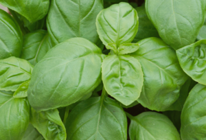 Grow Your Own Future: All America Selections 2026 winners – Part I