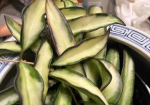 Garden Chat: Hoya – a new houseplant for your home this winter