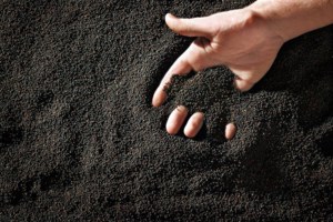 Farmers spend $1.8 billion on canola seed