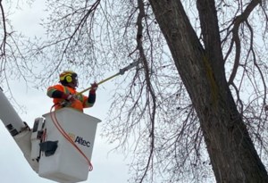 Scheduled tree maintenance begins in Mount Royal and Buena Vista