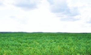 New pea and lentil varieties to watch for in 2026