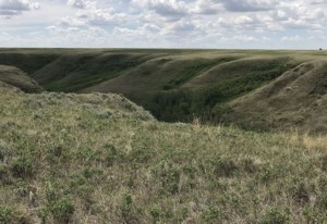 USask AgBio research: Saving Prairie grasslands