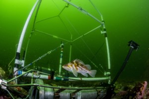 Knock, knock, who’s there? B.C. biologists identify unique sounds of 8 fish species