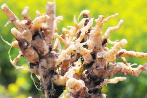 Scouting for disease in canola crops