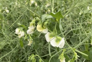 European Union might need less pulse and canola imports