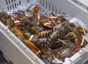 N.S. lobster exports outside China are picking up as tariffs soften demand