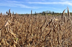 U.S. soy sector backs biofuel market restrictions, which could hurt Canadian canola