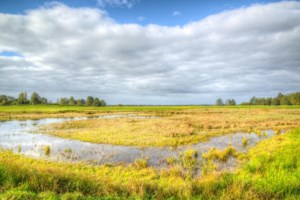 Prairie wetland drainage is increasing Canada’s carbon footprint: study