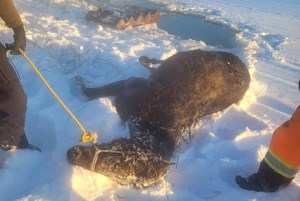Ice-covered horse rescued from creek near Cochin