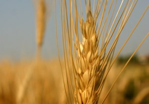 Major durum customer takes go-slow approach
