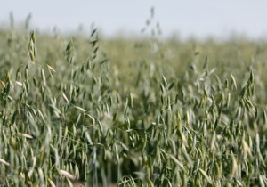 Oats slump with cereal bars