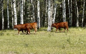 Monette Farms wins appeal in land deal fee case