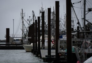 B.C’s charity herring sale is back on. But hundreds of sea lions feasted first