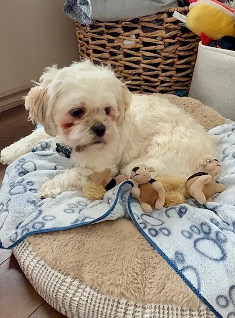 Barkley’s Big Debut