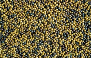 SaskAgToday.com Roundtable: Western Canadian Crop Production Show, deal made to reduce canola tariffs