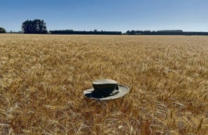 Resignation of Saskatchewan wheat breeder draws concern