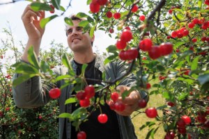 Better berries: Research lays groundwork for saskatoon breeding