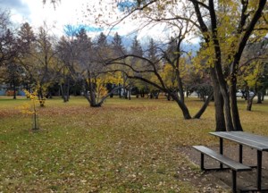 Garden Chat: Cecil F. Patterson — a horticulture education pioneer