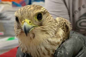 Protected bird shot, has to be euthanized