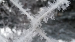 What does the pig spleen pork-cast predict for 2026?