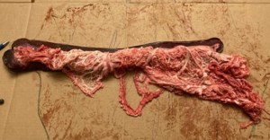 Fatty pig spleens suggest ‘highly unusual’ winter, prognosticator predicts