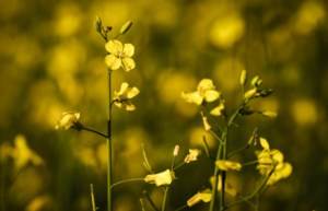 Despite deal with China, Canadian canola remains at risk to external forces: report