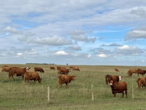 Province pledges smooth transition to new animal welfare provider