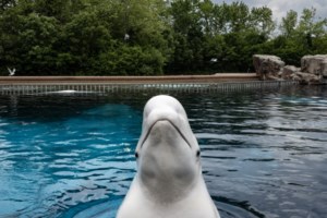 Marineland now seeking permits to ship remaining belugas to U.S.: sources