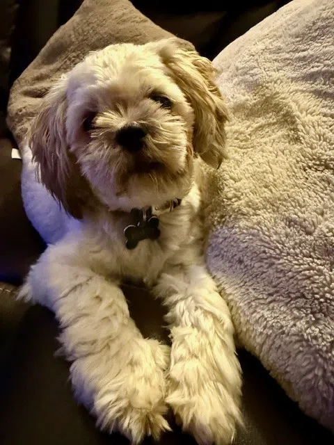 A Long Night Courtesy Of My Dog