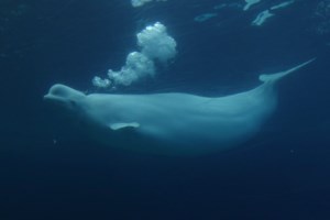 Ottawa gives conditional approval for Marineland to export remaining belugas to U.S.