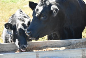 "Spirited" discussions on CFIA traceability regulations during SCA AGM