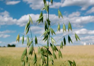Oat sector eyes potential opportunity in China