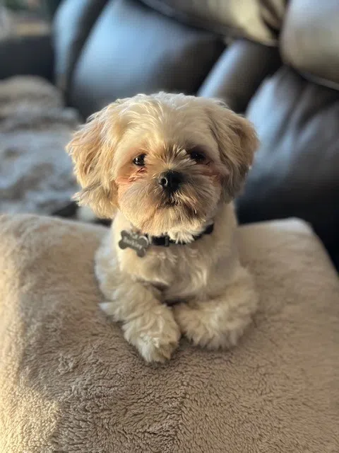 When Your Dog Has More Stuff Than You Do