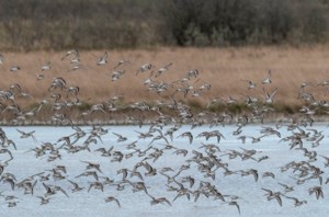 Feb. 2 is World Wetlands Day: Every hectare restored reduces future disaster-related spending