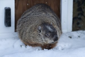 Groundhog Day 2026: Willie in Ontario, Fred in Quebec predict early spring's arrival
