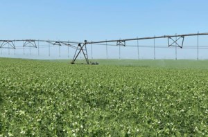 Saskatchewan irrigation projects seen as GDP booster