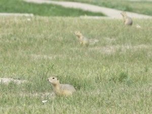 Alberta, Saskatchewan urge Ottawa to approve gopher poison following rejection