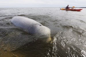 Manitoba government eyes marine conservation area in western Hudson Bay