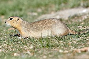 SARM "not giving up" despite request for emergency use of strychnine denied