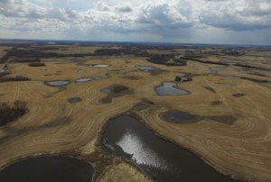 Drainage study finds doubling of wheat yields