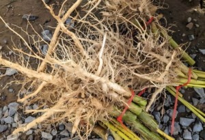 Chemicals in hemp roots may fight cancer