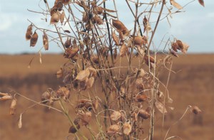 Kazakhstan becomes significant lentil exporter