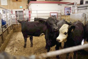 Protecting bottom line should be considered in a volatile cattle market