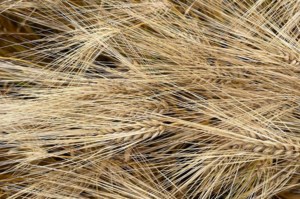 Corn market looks bullish; barley has potential