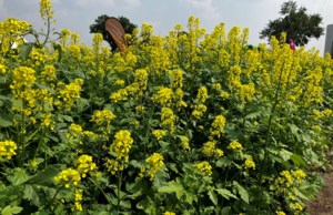 Lower seeding rate favours mustard composite