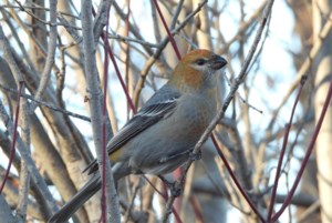 Nature is Awesome: A mate for a pinkish finch