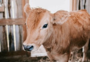 CFIB warns red tape putting agriculture at risk