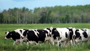 A positive outlook for Canada's Dairy industry