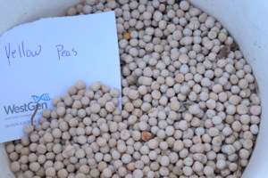 Pulse Canada wants to ensure pea tariffs are gone for good